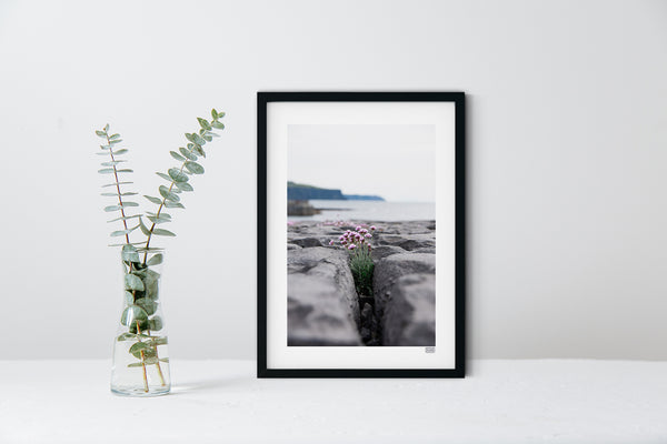 A black framed contemporary print of Sea Pinks Blooming in Doolin County Clare on the Wild Atlantic Way with the Cliffs of Moher in the distance