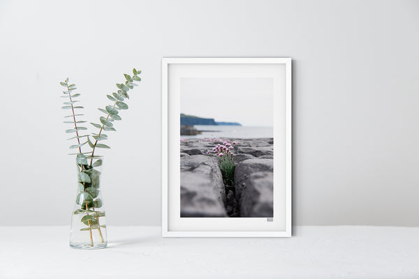 A white framed contemporary print of Sea Pinks Blooming in Doolin County Clare on the Wild Atlantic Way with the Cliffs of Moher in the distance