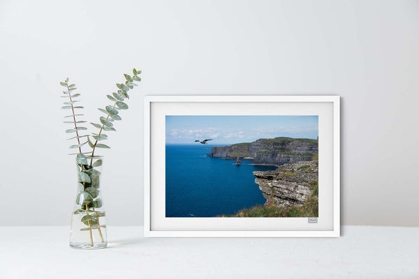 Cliffs of Moher Bird | County Clare | Ireland