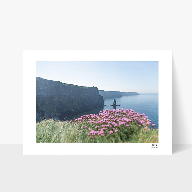 Cliffs of Moher Sea Pinks | Clare | Ireland