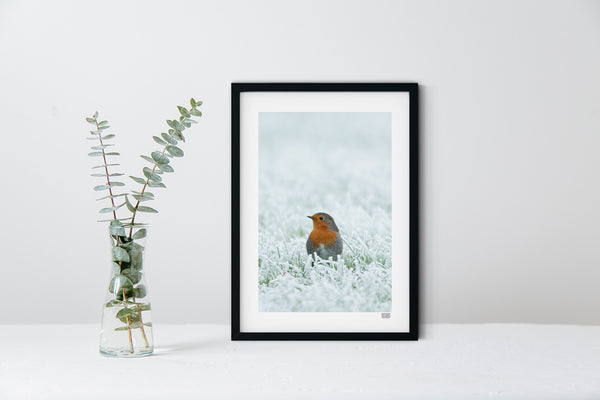 A blacked framed wall art photographic print of a Robin