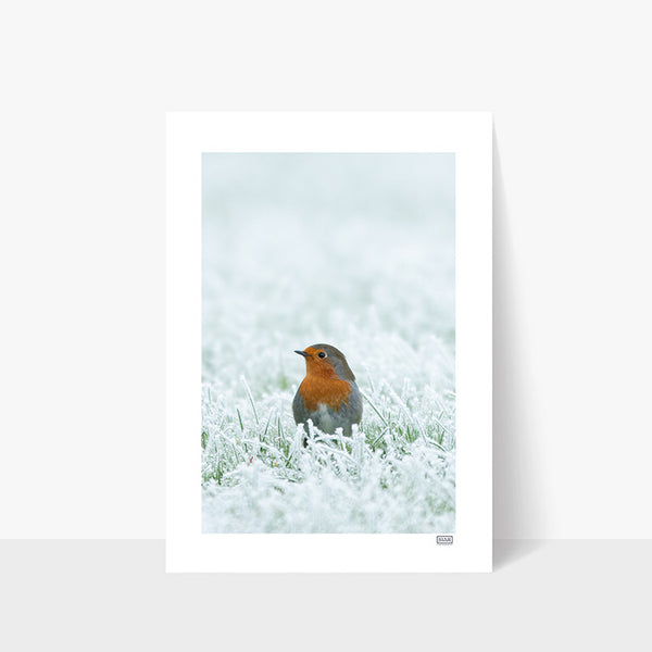 A robin in a winter frost